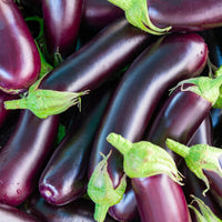 Millionaire Purple Eggplant Seeds for Planting heirloom & Non-GMO Seeds