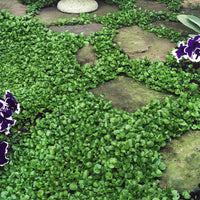 Dichondra repens seeds for planting as an ornamental ground cover