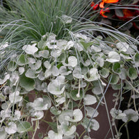 Dichondra Silver Falls seeds suitable for ground cover and rock gardens.