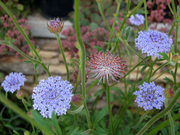 Organic Blue Lace Flower Seeds for Planting – Heirloom & Non-GMO Garden Seeds