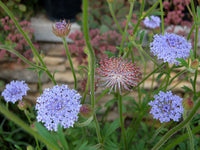 Organic Blue Lace Flower Seeds for Planting – Heirloom & Non-GMO Garden Seeds