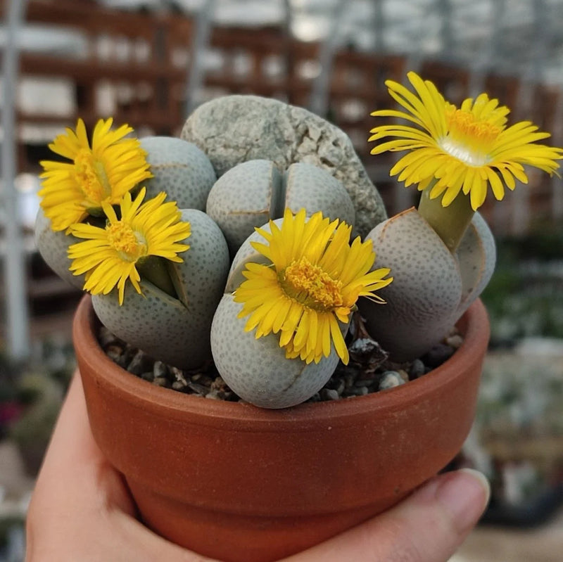 Heirloom Non-GMO Dinteranthus Wilmotianus Succulent Seeds for Planting – Rare Drought-Tolerant Rock Garden Plants