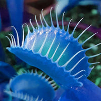 Dionaea muscipula seeds suitable for containers and outdoor bog gardens.