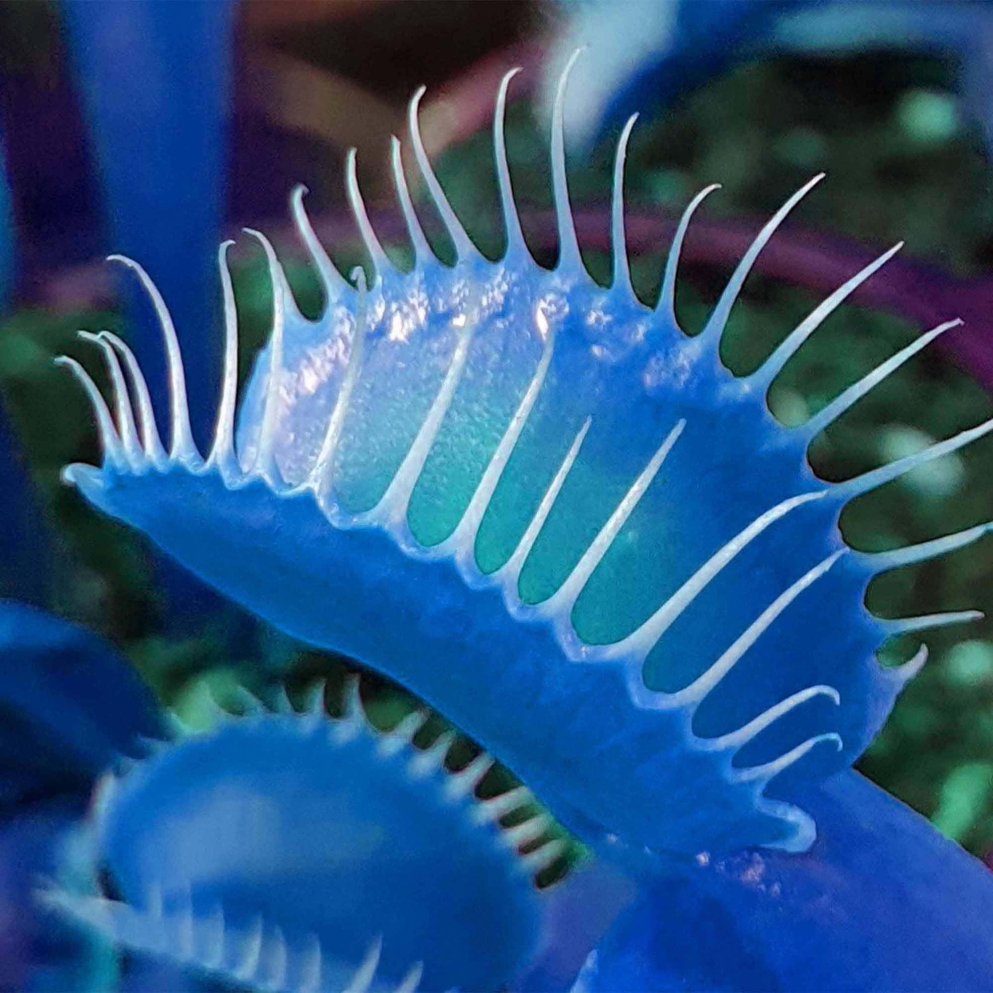 Dionaea muscipula ornamental plant seeds for terrariums and home gardens.