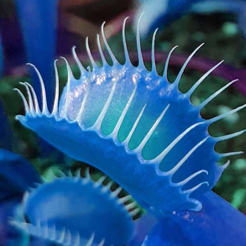 Dionaea muscipula ornamental plant seeds for terrariums and home gardens.