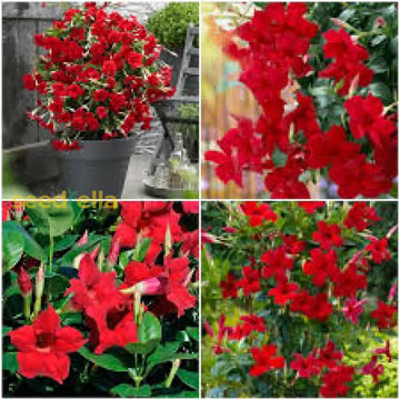 Dipladenia Flower Seeds for Garden Planting - NON GMO Seeds for planting in home garden