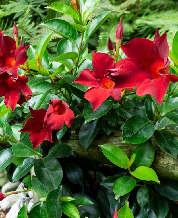 Dipladenia Flower Seeds for Garden Planting - NON GMO Seeds