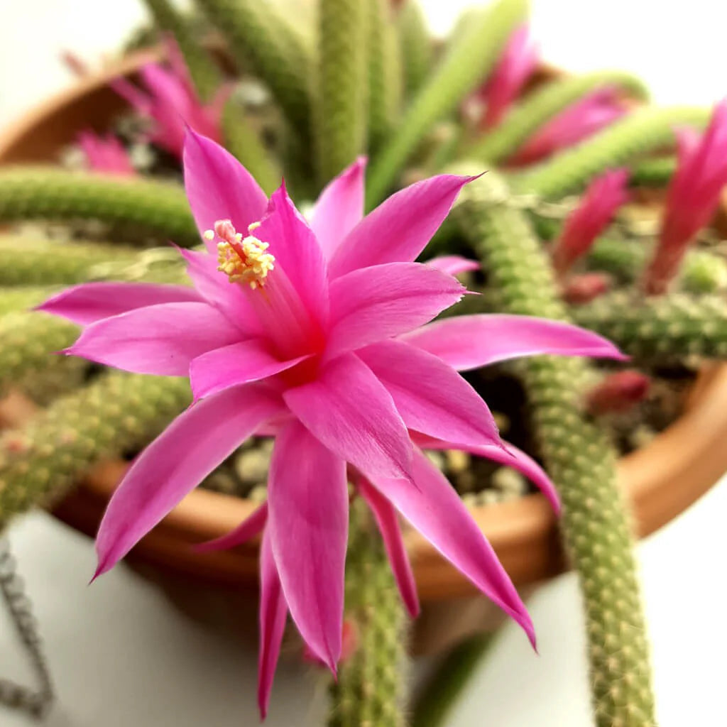 Pink (Pink scientific name) for planting in garden