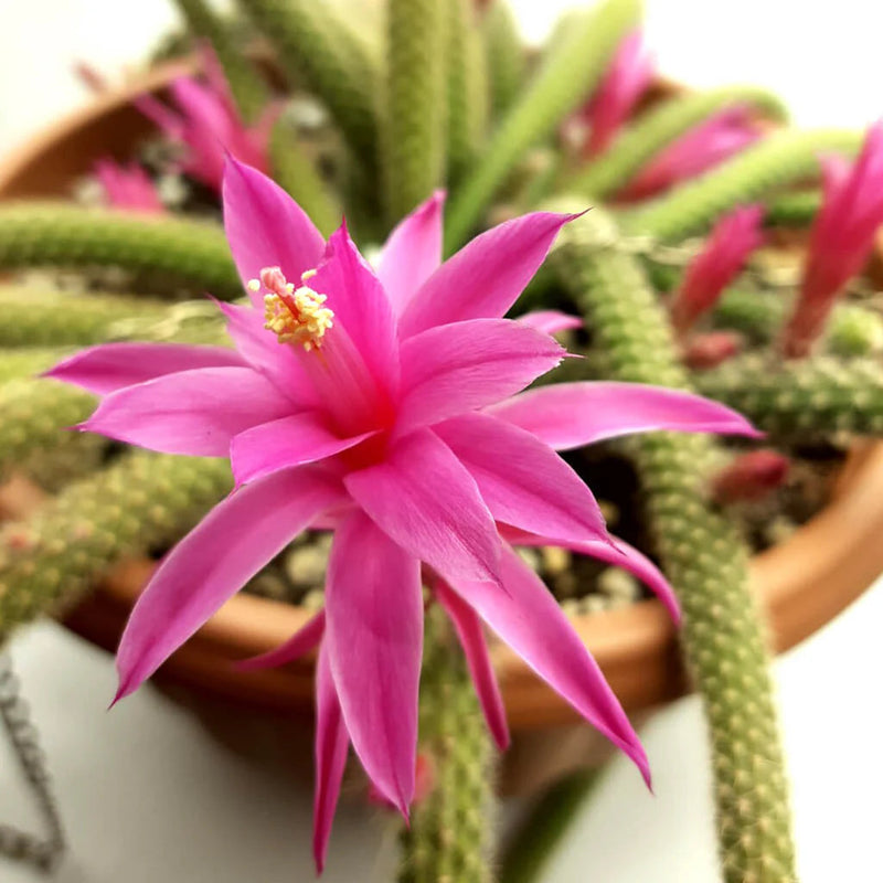 Pink (Pink scientific name) for planting in garden