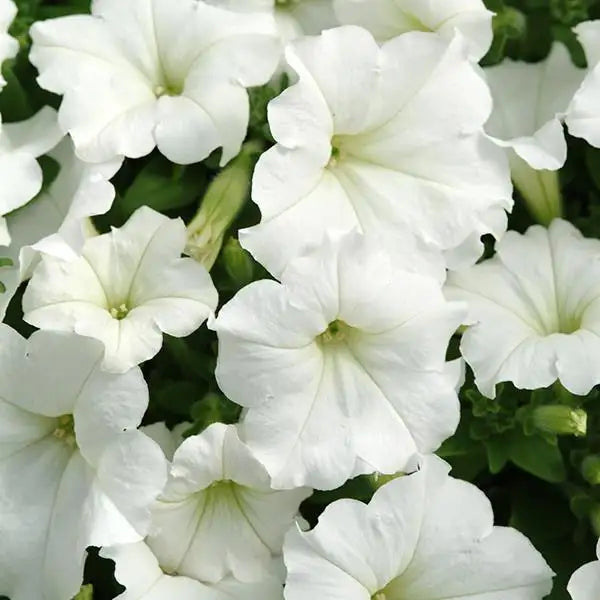 White Petunia Wave Flower Seeds for Garden Planting - Heirloom, NON-GMO Seeds - Easy to Grow Blooms