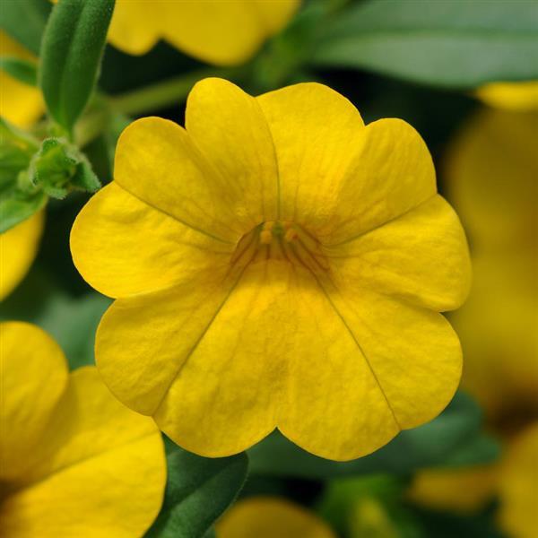 White Yellow Calibrachoa Seeds for Planting – Organic, Heirloom, Non-GMO