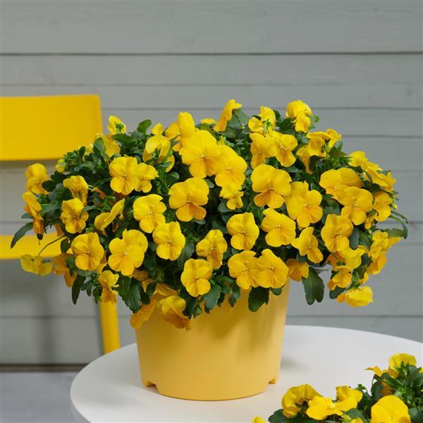 Heirloom Trailing Pansy Flower Seeds for Planting, Non-GMO - Trailing for planting in home garden