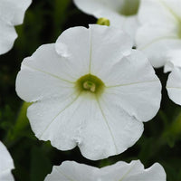 White Petunia Wave Flower Seeds for Garden Planting - Heirloom, NON-GMO Seeds - Easy to Grow Blooms