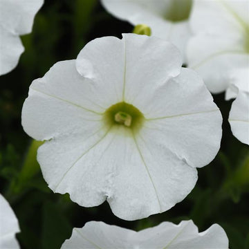 White Petunia Wave Flower Seeds for Garden Planting - Heirloom, NON-GMO Seeds - Easy to Grow Blooms