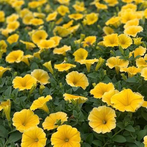 Sunrise Cascading Petunia Seeds for Planting - Heirloom, NON-GMO Seeds for Beautiful Garden Blooms