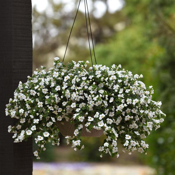 Bacopa Colgantes Flower Seeds for Planting, 100 pcs