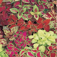 Fresh Fairway Mix Coleus Flower Seeds for Planting - Beautiful Blooms, Heirloom seeds