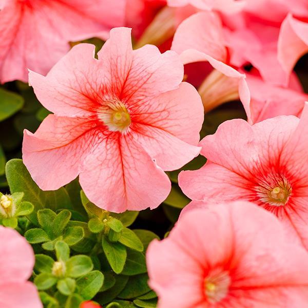 Peach Petunia Flower Seeds for Planting - Heirloom, NON-GMO, Easy to Grow Garden Blooms