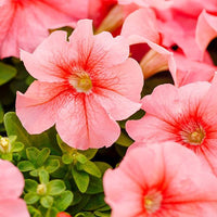 Peach Petunia Flower Seeds for Planting - Heirloom, NON-GMO, Easy to Grow Garden Blooms