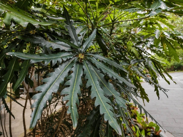 Green Dizygotheca Elegantissima Decorative Plant Seeds for Indoor Gardens ? Fresh Herb for Your Garden