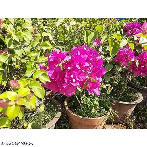 Pink Bougainvillea Plant Seeds for Planting â€“ NON GMO Seeds