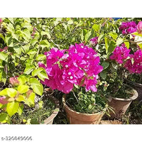 Pink Bougainvillea Plant Seeds for Planting â€“ NON GMO Seeds