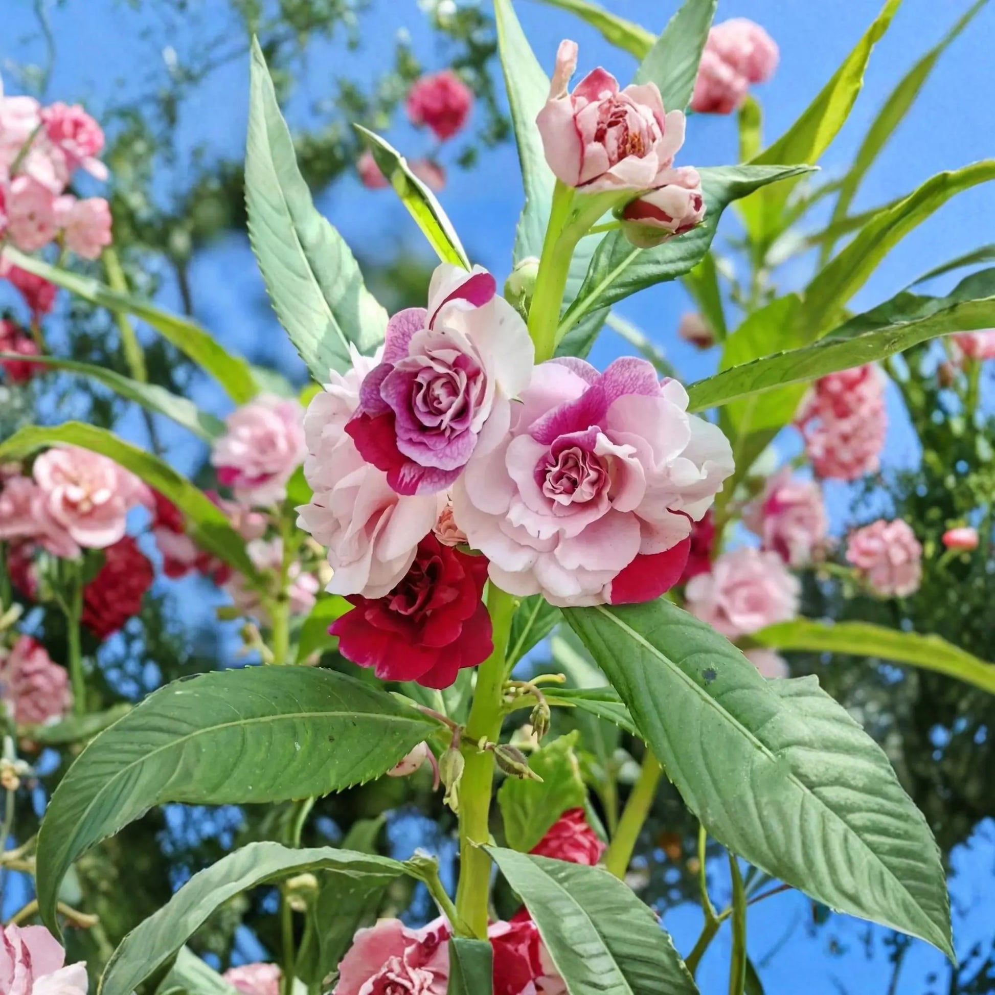Double Camellia Impatiens flower seeds for planting in home gardens and containers.