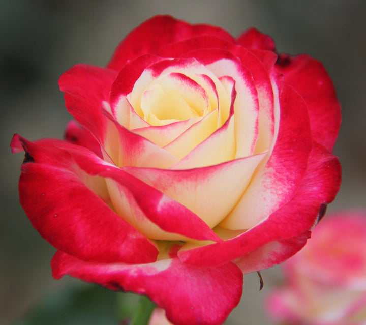Double Delight Rose Flower Seeds for Planting – Heirloom, Non-GMO Garden Bloom Seeds