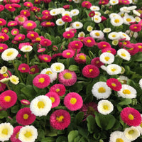 Margarita Roja Flower Seeds for Planting - 100 pcs