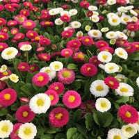 English Daisy Pompon Seed Mix with colorful pompon flowers growing in a garden