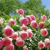 Pink Lonza Gemstone Flower Seeds for Planting Non-GMO Heirloom Garden Seeds for Growing