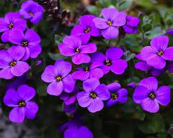 Purple Aubrieta Rock Cascade Flower Seeds-Heirloom & Non-GMO Seeds for planting