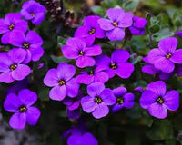 Purple Aubrieta Rock Cascade Flower Seeds-Heirloom & Non-GMO Seeds for planting