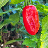 Zavory Pepper Seeds for Planting, 100 Pcs pcs