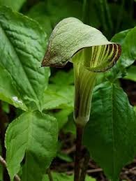 Green Arisaema Triphyllum Planting Seeds for Garden NON GMO Seeds