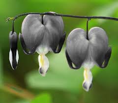 Black Heart Flower Seeds for Planting - 100 pcs