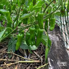 Shishito Pepper Capsicum annuum seeds for planting in urban garden