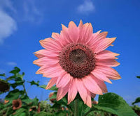 Bright Pink Sunflower Seeds for Planting â€“ Unique Color Blooms for Your Garden for planting in home garden