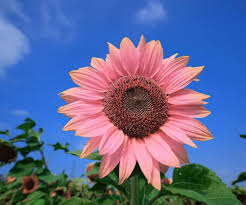 Bright Pink Sunflower Seeds for Planting â€“ Unique Color Blooms for Your Garden for planting in home garden