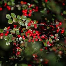 Brown Cotoneaster Seeds for Planting heirloom & Non-GMO Seeds