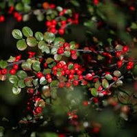 Brown Cotoneaster Seeds for Planting heirloom & Non-GMO Seeds