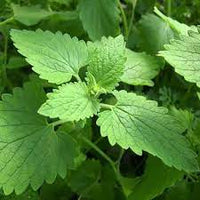 Green Catnip Plant Seeds for Planting-Pet-Friendly and Aromatic Gardens ? Fresh Herb for Your Garden