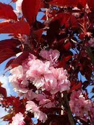 Pink Fraseri Serrulata Plant Seeds for Planting NON GMO Seeds