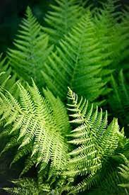 Fern Seeds for Planting - 100 Pcs pcs