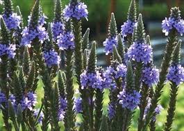 Organic Heirloom Non-GMO Blue Verbena Hastata Seeds for Planting ƒ?? Pollinator Blooms
