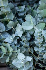 Green Eucalyptus Baby Blue Plant Seeds for Planting-Heirloom & Non-GMO Seeds for planting ? Fresh Herb for Your Garden