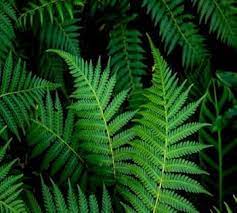 Fern spores seeds for indoor and shade garden planting