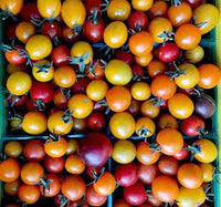 Heirloom Rainbow Cherry Tomato Seeds for Planting - Non-GMO Garden Seeds