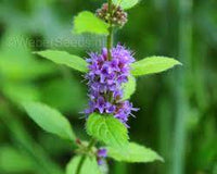 Pulegium Plant Seeds – Medicinal Herb for Your Garden - Heirloom & Non-GMO Seeds for planting – Fresh Herb for Your Garden