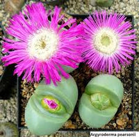 Pink Argyroderma Plant Seeds for Planting - 100 pcs seeds for planting in home garden